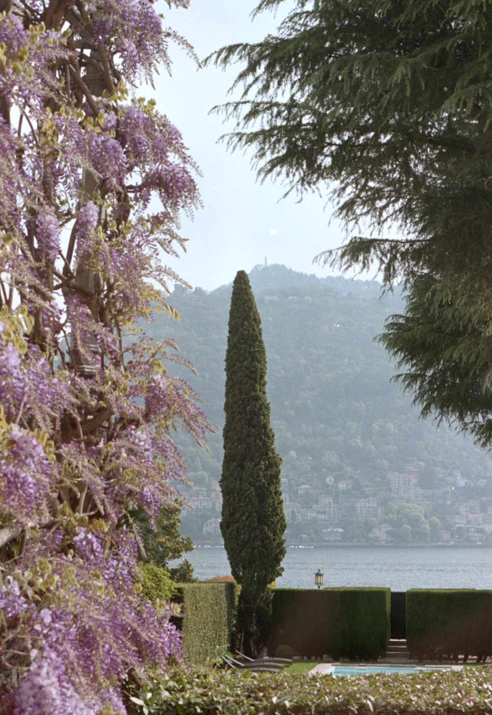 Wisteria and cypress above Lake Como, shot on film